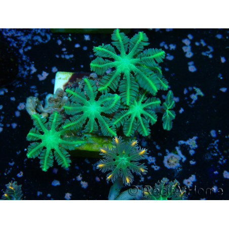 WYSIWYG Clavularia sp 20K3
