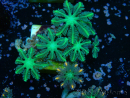 WYSIWYG Clavularia sp 20D6
