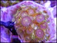 Zoanthus Bill premium + de 8 polypes
