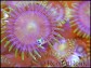Zoanthus Bill premium + de 8 polypes