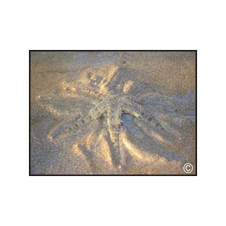 Archaster typicus