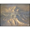 Archaster typicus