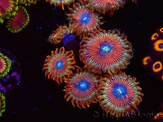 WYSIWYG - Zoanthus Happy People Eater 40G5