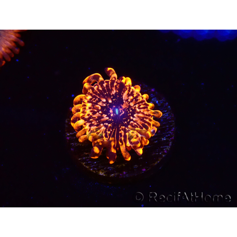 WYSIWYG - Zoanthus Utter Chaos 40P