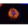 WYSIWYG - Zoanthus Utter Chaos 40P