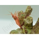 Lysmata wurdemanni Elevage France RAH 1,5-3 cm