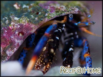 Clibannarius tricolor Bernard l'ermite pattes bleues