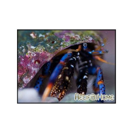 Clibannarius tricolor Bernard l'ermite pattes bleues
