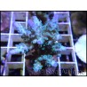 Acropora loripes Bleu S
