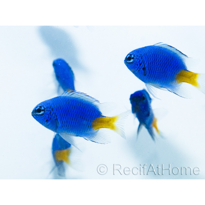 Lote de 5 Chrysiptera parasema 3-5 cm Cría Francia 2.5 cm RAH