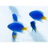 Set of 5 Chrysiptera parasema 3-5 cm Raised in France 2.5 cm RAH