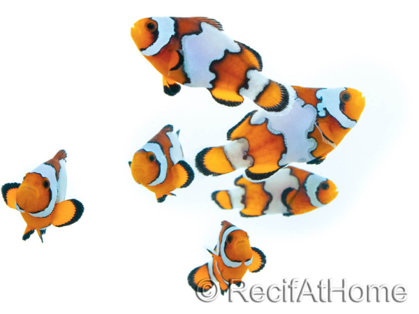 Amphiprion SnowFlake Kwekerij Frankrijk 2,5-4 cm RAH