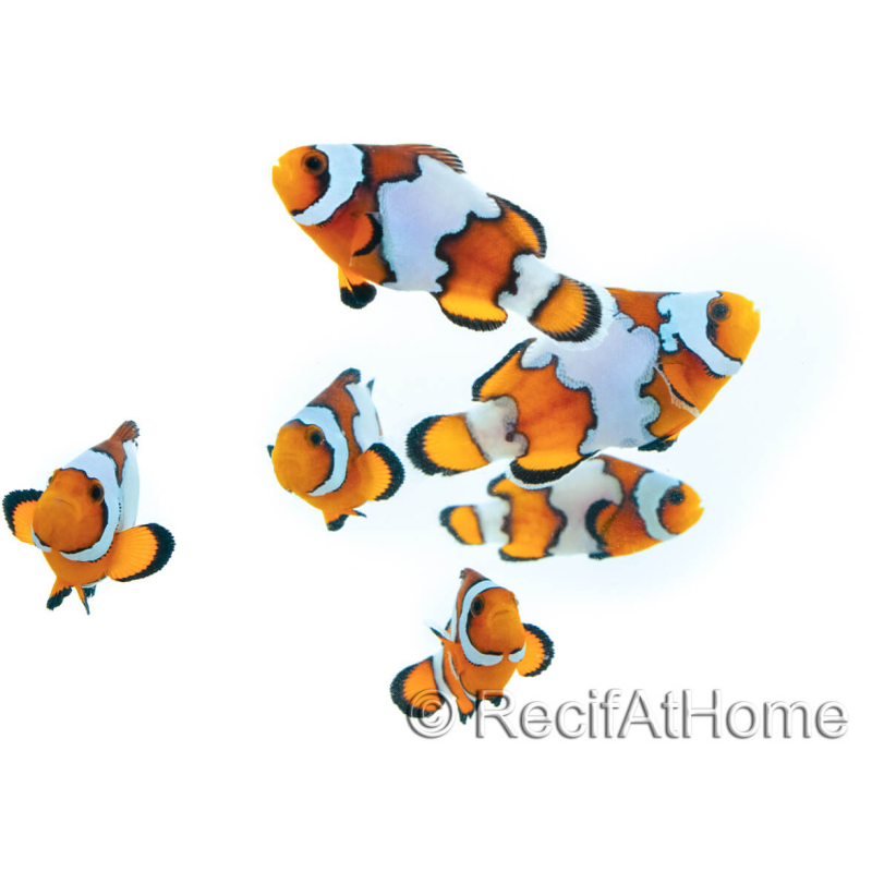 Amphiprion SnowFlake Cría Francia 2.5-4 cm RAH