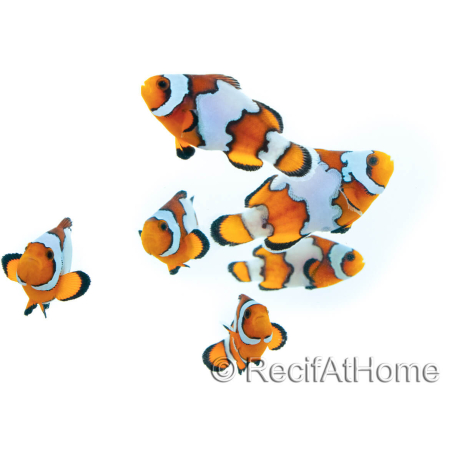 Amphiprion SnowFlake Breeding France 2.5-4 cm RAH