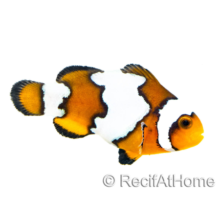 Amphiprion SnowFlake Kwekerij Frankrijk 2,5-4 cm RAH