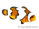 Amphiprion SnowFlake Kwekerij Frankrijk 2,5-4 cm RAH