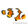 Amphiprion SnowFlake Cría Francia 2.5-4 cm RAH