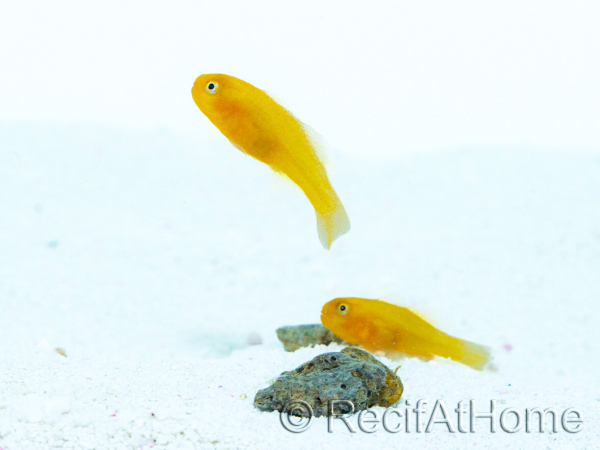 Gobiodon okinawae Élevage France 1.5-2cm RAH 