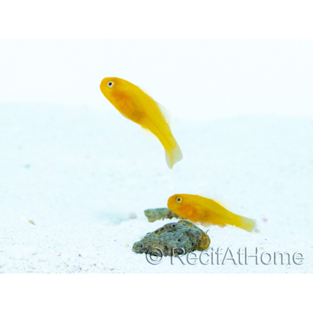 Cría de Gobiodon okinawae Francia 1.5-2cm RAH