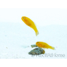 Gobiodon okinawae Élevage France 1.5-2cm RAH 
