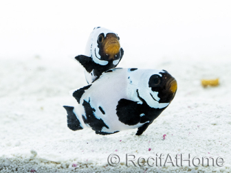 Amphiprion Frostbite Allevamento Francia 2.5-4 cm RAH