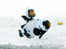 Amphiprion Frostbite Zucht Frankreich 2,5-4 cm RAH