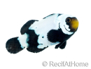 Amphiprion Frostbite Zucht Frankreich 2,5-4 cm RAH
