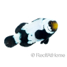 Amphiprion Frostbite Kwekerij Frankrijk 2,5-4 cm RAH