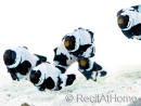 Amphiprion Frostbite Allevamento Francia 2.5-4 cm RAH