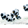 Amphiprion Frostbite Kwekerij Frankrijk 2,5-4 cm RAH