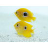 Centropyge flavissima Cría Francia 2.5 cm RAH