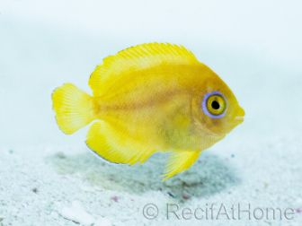 Centropyge flavissima Allevamento Francia 4-6 cm RAH
