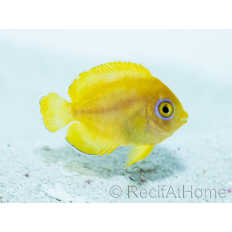 Centropyge flavissima Allevamento Francia 2,5 cm RAH