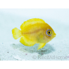 Centropyge flavissima Breeding France 2.5 cm RAH