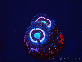 WYSIWYG - Zoanthus Drama Queen 30