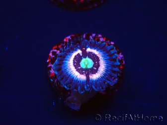 WYSIWYG - Zoanthus Drama Queen 30