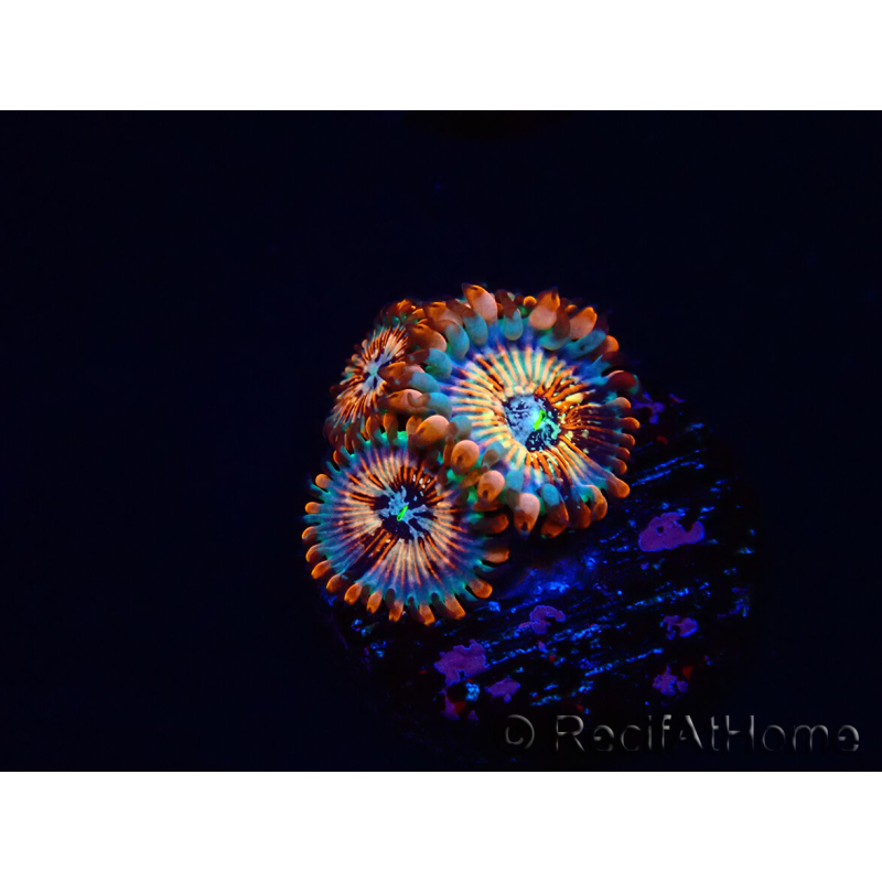 WYSIWYG - Zoanthus Seduction 30J
