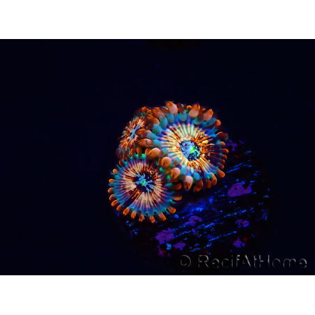 WYSIWYG - Zoanthus Seduction 30J