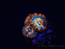 WYSIWYG - Zoanthus Seduction 30J