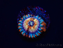 WYSIWYG - Zoanthus Seduction 30J10