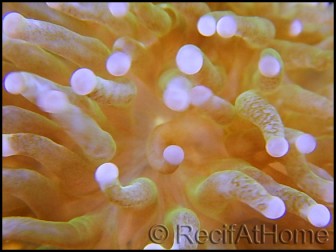 Euphyllia glabrescens pointes blanches S