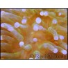 Euphyllia glabrescens pointes blanches S