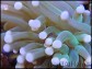 Euphyllia glabrescens verte pointe fluo S