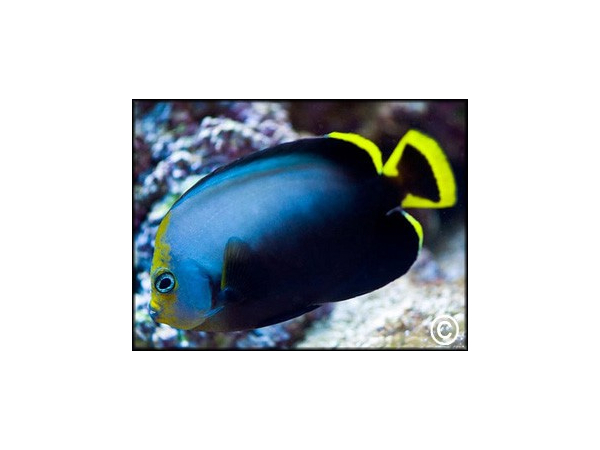 Chaetodontoplus melanosoma