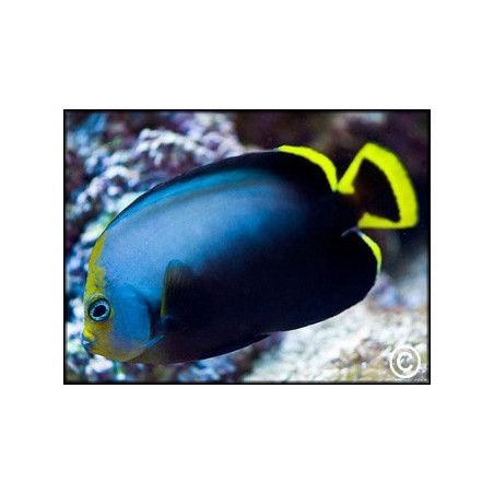 Chaetodontoplus melanosoma