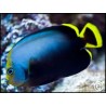 Chaetodontoplus melanosoma
