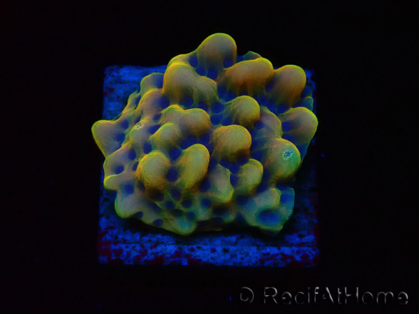 WYSIWYG Montipora Kung Pao 11H7
