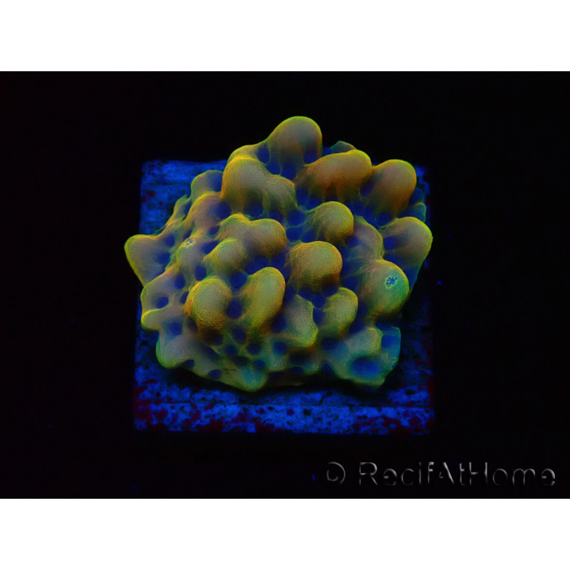 WYSIWYG Montipora Kung Pao 11H7