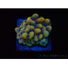 WYSIWYG Montipora Kung Pao 11H7