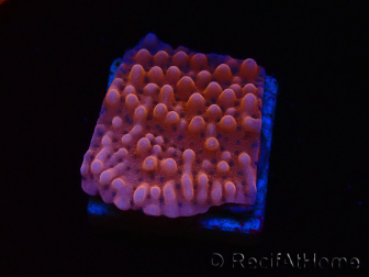 WYSIWYG RAH Montipora Princess Peach 11M4